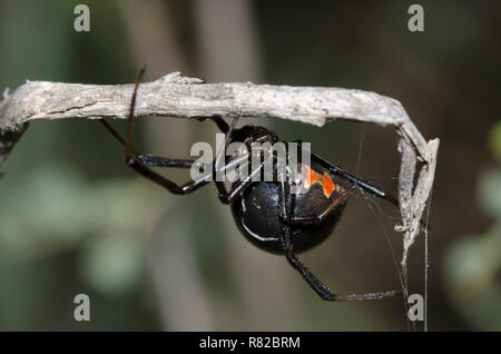 Südlichen Schwarzen Witwe Latrodectus mactans Stockfoto