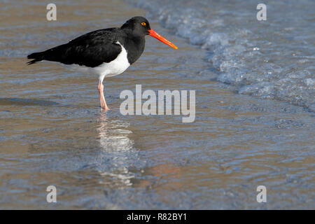 Großbritannien, West Falkland Inseln, Saunders Island. Magellanschen Austernfischer (Haematopus leucopodue) am Strand. Stockfoto