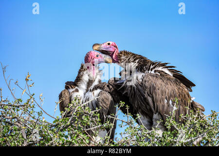 Zuchtpaar der bedrohten Lappet-faced Geier in Afrika der Masai Mara National Reserve, Kenia Stockfoto