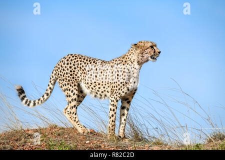 Gepard (Acinonyx jubatus) Umfragen Umwelt aus einer Termite Hill in Kenia, Afrika Stockfoto