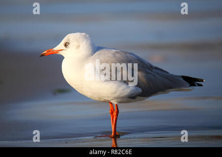 Grey-headed Gull (Chroicocephalus Cirrocephalus) an einem Strand in der Bucht von Paracas, Peru. Paracas-Bucht ist bekannt für seine reiche Tierwelt. Stockfoto