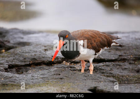 Amerikanischer Austernfischer (Haematopus Palliatus) auf der Insel Santiago in Galapagos Nationalpark in Ecuador. Stockfoto