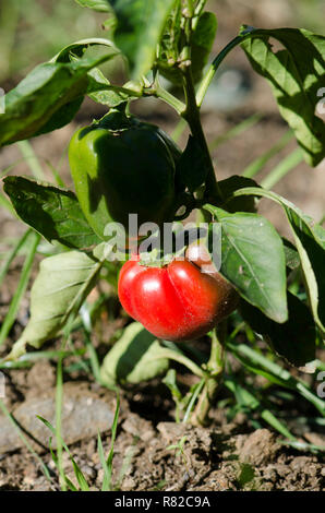 Grüne Paprika, rot Paprika, Paprika, Paprika, Paprika, Reifung auf Anlagen im städtischen Garten. Stockfoto