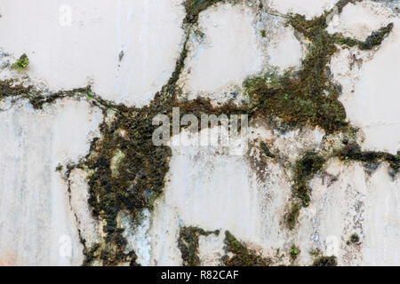 Eine Nahaufnahme der Grünen und Moos wächst obwohl Risse auf der Seite der weißen Wand ertrinken Stockfoto