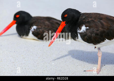 Amerikanische Austernfischer (Haematopus palliatus) am Espanola Island, Galapagos, Ecuador. Stockfoto