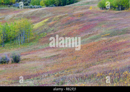 Alberta im Freien Schönheit in den Ausläufern, mit Blick auf ein Feld der bunten Wiesenblumen, Bäume und Büsche und Sträucher Stockfoto