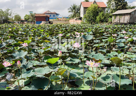 Die Heilige Lotusblume (Nelumbo nucifera) Teich mit Blumen blühen in den ländlichen Dorf. Kambodscha, Südostasien Stockfoto