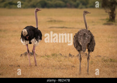 Männliche und weibliche Strauß Köpfe zurück drehen Stockfoto