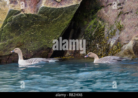 Rosa-Gänse (Anser brachyrhynchus) schwimmen im Wasser, Monaco Gletscher, Liefdefjorden, Haakon VII Land, Spitzbergen, Svalbard Archipela Stockfoto