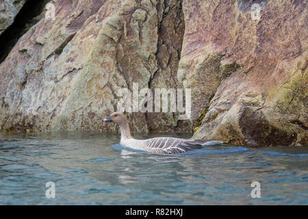 Pink-footed Goose (Anser brachyrhynchus) schwimmen im Wasser, Monaco Gletscher, Liefdefjorden, Haakon VII Land, Spitzbergen, Svalbard Archipela Stockfoto