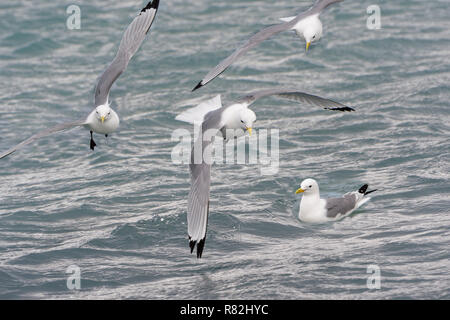 Schwarz-legged Dreizehenmöwe (Rissa tridactyla tridactyla) im Flug, Liefdefjorden, Haakon VII Land, Spitzbergen, Svalbard, Norwegen Stockfoto