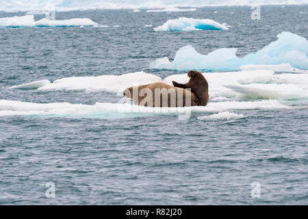 Walross (Odobenus rosmarus) ruht auf Eis, Gletscher, Brassvell Nordaustlandet, Svalbard, Norwegen Stockfoto
