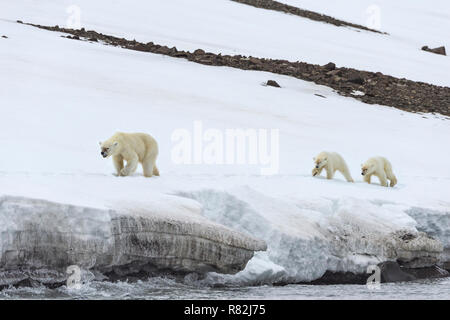 Weibliche Eisbär (Ursus maritimus) durch zwei jährige Jungen Wandern auf dem Kamm eines Gletschers, Björnsundet, Hinlopen Strait, Spitzbergen Insel gefolgt, Stockfoto