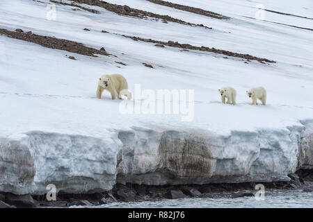 Weibliche Eisbär (Ursus maritimus) durch zwei jährige Jungen Wandern auf dem Kamm eines Gletschers, Björnsundet, Hinlopen Strait, Spitzbergen Insel gefolgt, Stockfoto