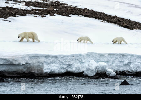 Weibliche Eisbär (Ursus maritimus) durch zwei jährige Jungen Wandern auf dem Kamm eines Gletschers, Björnsundet, Hinlopen Strait, Spitzbergen Insel gefolgt, Stockfoto