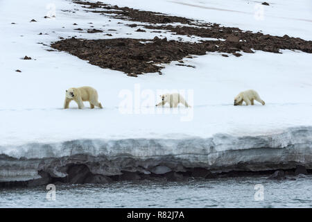 Weibliche Eisbär (Ursus maritimus) durch zwei jährige Jungen Wandern auf dem Kamm eines Gletschers, Björnsundet, Hinlopen Strait, Spitzbergen Insel gefolgt, Stockfoto