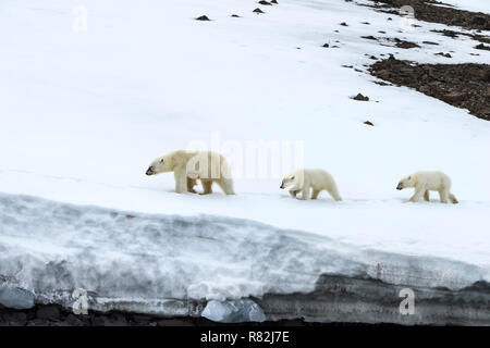 Weibliche Eisbär (Ursus maritimus) durch zwei jährige Jungen Wandern auf dem Kamm eines Gletschers, Björnsundet, Hinlopen Strait, Spitzbergen Insel gefolgt, Stockfoto