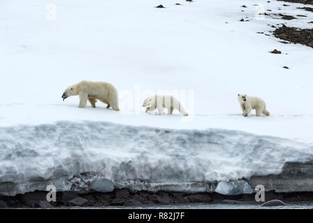 Weibliche Eisbär (Ursus maritimus) durch zwei jährige Jungen Wandern auf dem Kamm eines Gletschers, Björnsundet, Hinlopen Strait, Spitzbergen Insel gefolgt, Stockfoto