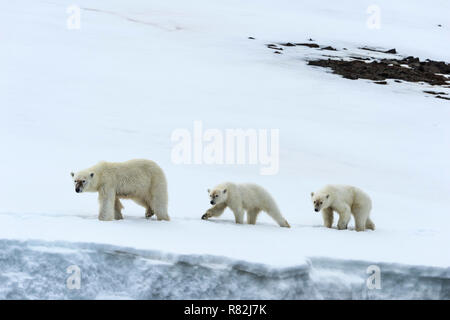 Weibliche Eisbär (Ursus maritimus) durch zwei jährige Jungen Wandern auf dem Kamm eines Gletschers, Björnsundet, Hinlopen Strait, Spitzbergen Insel gefolgt, Stockfoto