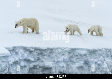 Weibliche Eisbär (Ursus maritimus) durch zwei jährige Jungen Wandern auf dem Kamm eines Gletschers, Björnsundet, Hinlopen Strait, Spitzbergen Insel gefolgt, Stockfoto