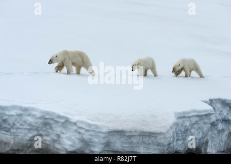 Weibliche Eisbär (Ursus maritimus) durch zwei jährige Jungen Wandern auf dem Kamm eines Gletschers, Björnsundet, Hinlopen Strait, Spitzbergen Insel gefolgt, Stockfoto