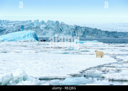 Weibliche Eisbär (Ursus maritimus) Wandern auf Packeis, Björnsundet, Hinlopen Strait, Spitzbergen, Svalbard, Norwegen Stockfoto