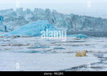 Weibliche Eisbär (Ursus maritimus) ruht auf packice vor einem blauen Eisberg, Björnsundet, Hinlopen Strait, Spitzbergen, Svalbard Archipel Stockfoto