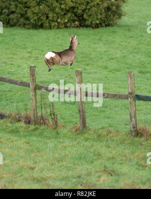 Rehe springen Zaun in einem Garten Stockfoto