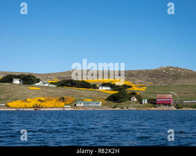 Vereinigtes Königreich, Falkland Inseln, West Falkland, West Point Island. Der Blick auf die Landschaft mit blühenden gelben Ginster. Stockfoto