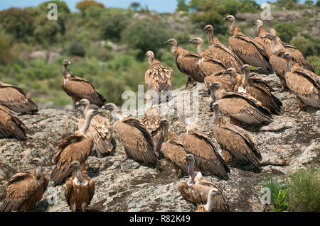 Gänsegeier (Tylose in Fulvus) Gruppe auf Felsen thront Stockfoto