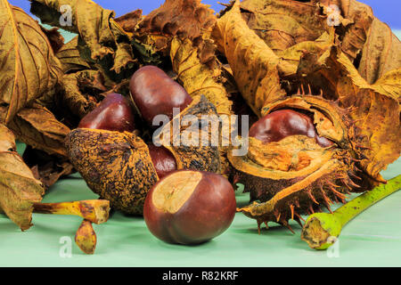 Close up Herbstliche Rosskastanie Blätter und Braune glänzende Muttern und Schalen Stockfoto