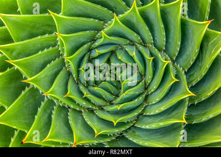 Eine Aloe Polyphylla Pflanze, auch als Spirale Aloe, kroonaalwyn, lekhala kharetsa bekannt, ist es eine Viele-leaved Aloe. immergrüne sukkulente Stauden. Stockfoto