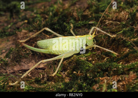 Eiche Bush - Kricket weiblich (Meconema thalassinum) ruht auf Baumstamm. Tipperary, Irland Stockfoto