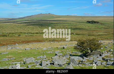 Longash Gemeinsamen in der Nähe von Merrivale, Dartmoor Stockfoto