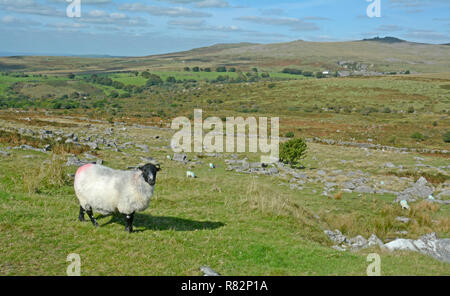 Longash Gemeinsamen in der Nähe von Merrivale, Dartmoor Stockfoto