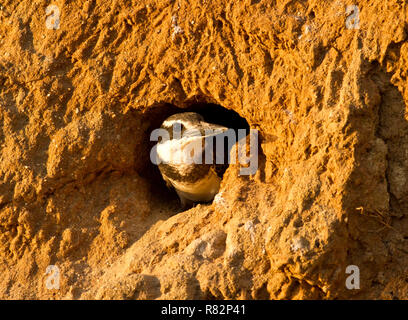 A Pied kingfisher Peers aus dem Eingang von seinem Nest Tunnel, der mühsam aus dem sandigen Ufer von Überflutung gegraben ist Stockfoto