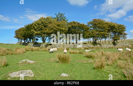 Longash Gemeinsamen in der Nähe von Merrivale, Dartmoor, in der Nähe der Fourwinds Parkplatz Stockfoto