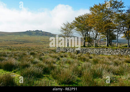 Longash Gemeinsamen in der Nähe von Merrivale, Dartmoor, mit King's Tor in der Ferne Stockfoto