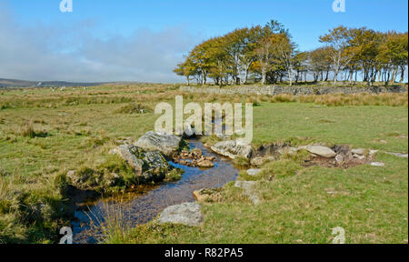 Longash Gemeinsamen in der Nähe von Merrivale, Dartmoor Stockfoto