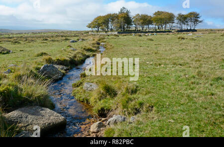 Longash Gemeinsamen in der Nähe von Merrivale, Dartmoor Stockfoto