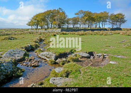 Longash Gemeinsamen in der Nähe von Merrivale, Dartmoor Stockfoto