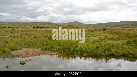 Pony Trekker über Zeitarbeit Sumpf, in der Nähe von Belstone, Dartmoor Stockfoto