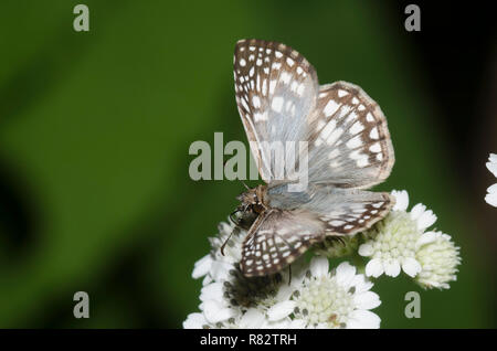 Tropical Checkered-Skipper, Burnsius oileus, männlicher Nektaring aus Texas Crownbard, Verbesina microptera Stockfoto