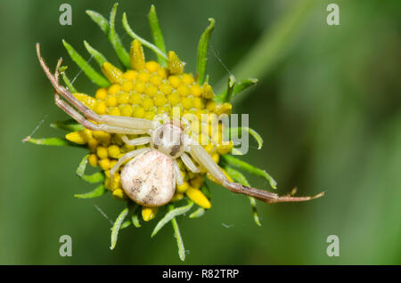 Crab Spider, Mecaphesa sp. Stockfoto