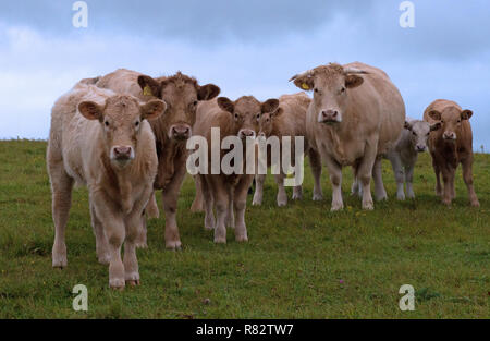 Herde von Cows-Bos Taurus. England. Großbritannien Stockfoto