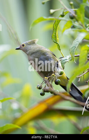 Long-tailed seidig-Fliegenfänger (Ptilogonys caudatus) Stockfoto
