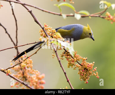 Long-tailed seidig-Fliegenfänger (Ptilogonys caudatus) Stockfoto
