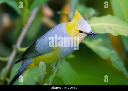 Long-tailed seidig-Fliegenfänger (Ptilogonys caudatus) Stockfoto