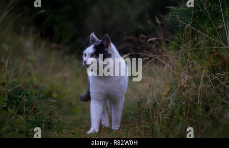 Schwarze und weiße Katze gehen zwischen den hohen Gräsern in ein Feld aus. verschwommenen Hintergrund, Ausrichtung auf die Katze Stockfoto