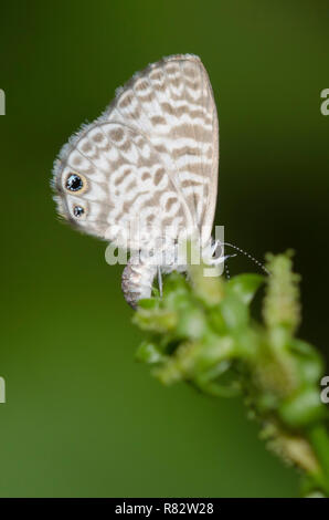 Cassius Blau, Leptotes Cassius, weibliche ovipositing auf Plumbago, Plumbago sp. Stockfoto